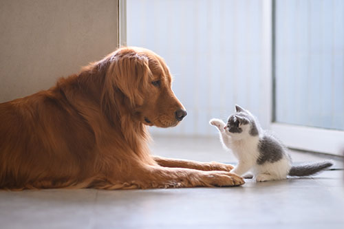 保護犬・保護猫でも安心、年齢がわからないときのペット保険の入り方