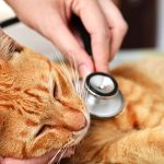 病気や治療中でもペット保険に入れる？ 加入条件や病気の告知について解説