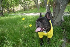 犬の熱中症対策 知っておきたい症状と夏の散歩中にできる対策を解説