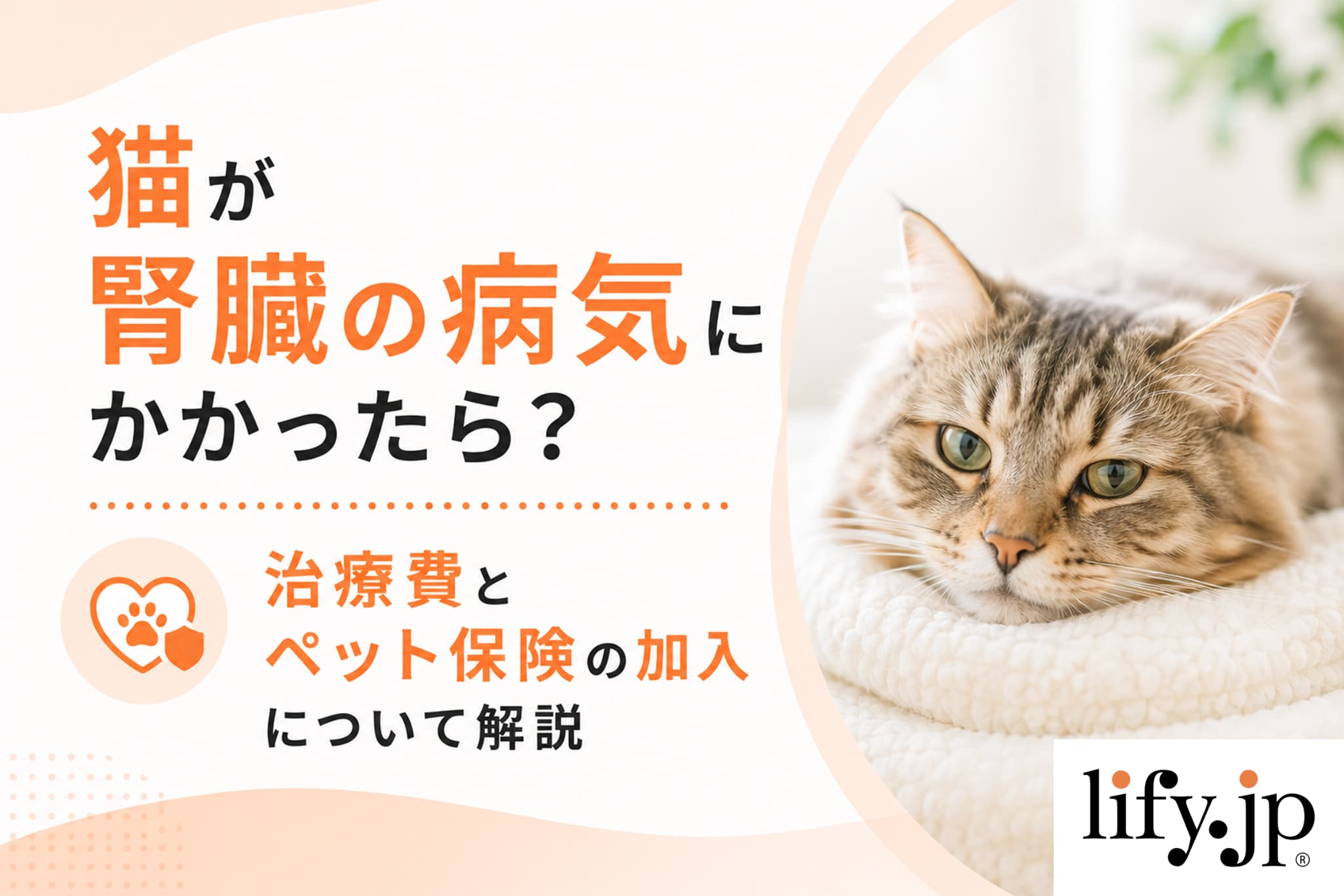 猫が腎臓の病気にかかったら?治療費とペット保険の加入について解説