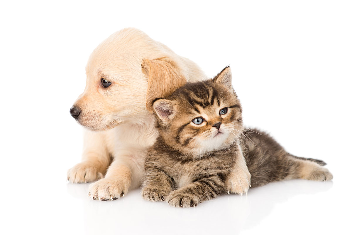 ペット保険の加入前に知っておきたい4つの注意点を解説