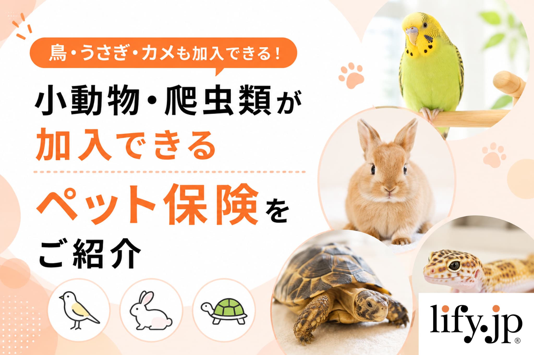 鳥・うさぎ・カメも加入できる！小動物・爬虫類が加入できるペット保険をご紹介